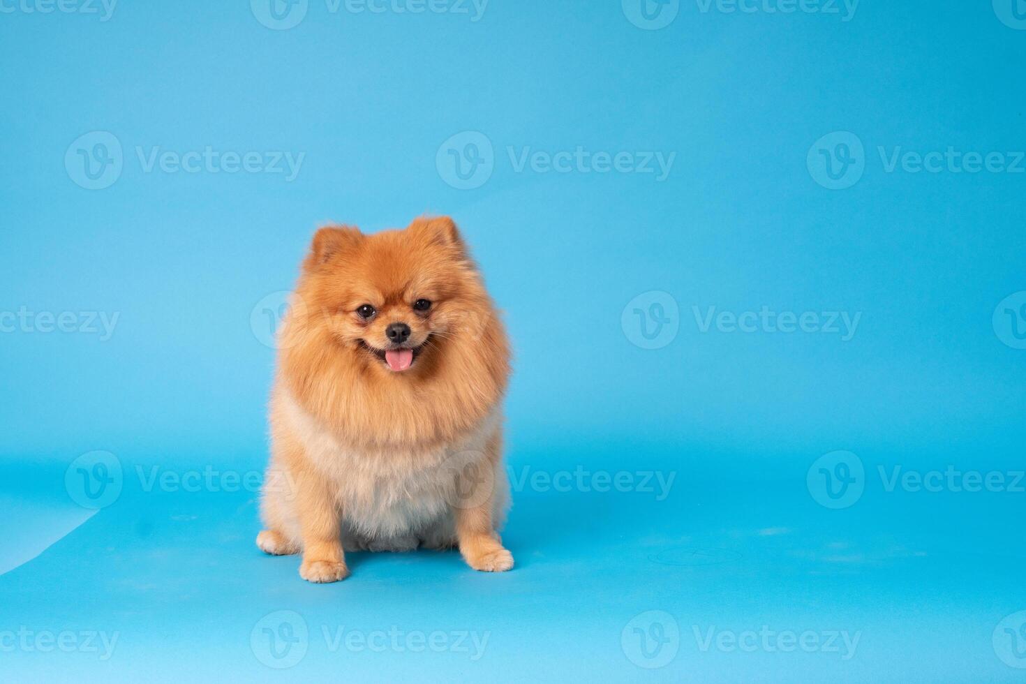 Pomeranian spitz Dog, fluffy, Dutch shepherd, dog, Black cat, Cute maine coon, gray cat, American bulldog, Puppy, Golden Retriever, American Staffordshire, German Shepherd photo