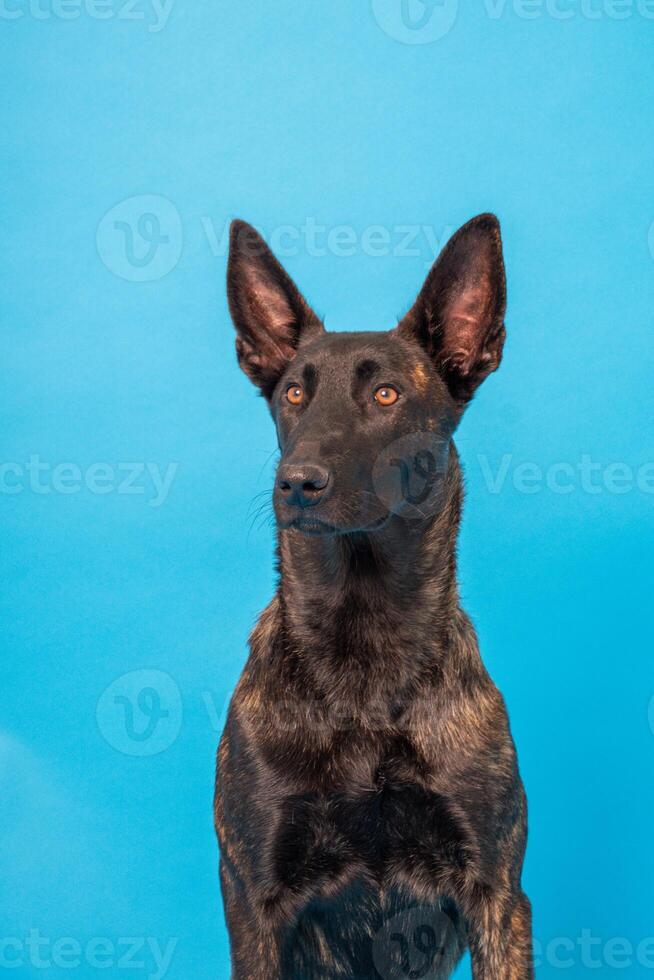 Pomeranian spitz Dog, fluffy, Dutch shepherd, dog, Black cat, Cute maine coon, gray cat, American bulldog, Puppy, Golden Retriever, American Staffordshire, German Shepherd photo