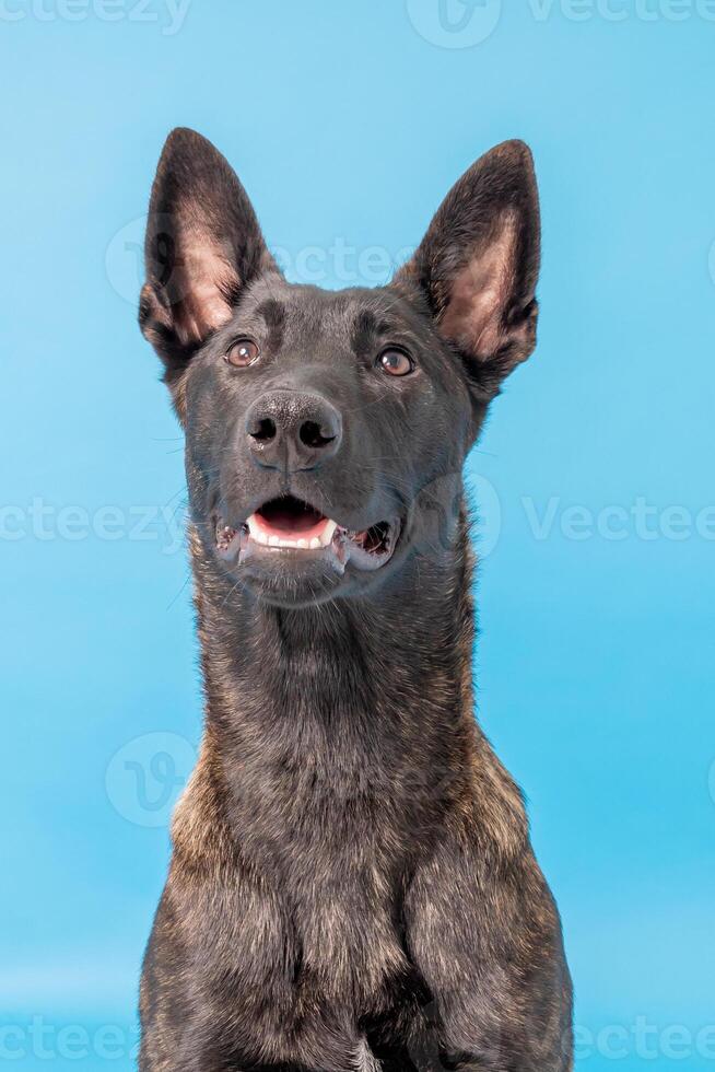 Pomeranian spitz Dog, fluffy, Dutch shepherd, dog, Black cat, Cute maine coon, gray cat, American bulldog, Puppy, Golden Retriever, American Staffordshire, German Shepherd photo