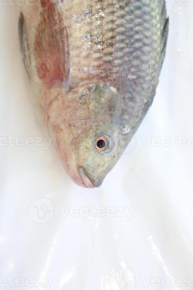 fish tilapia, Nile tilapia fish, fish swimming, Fresh raw fish, Fish tanks, fish farming photo