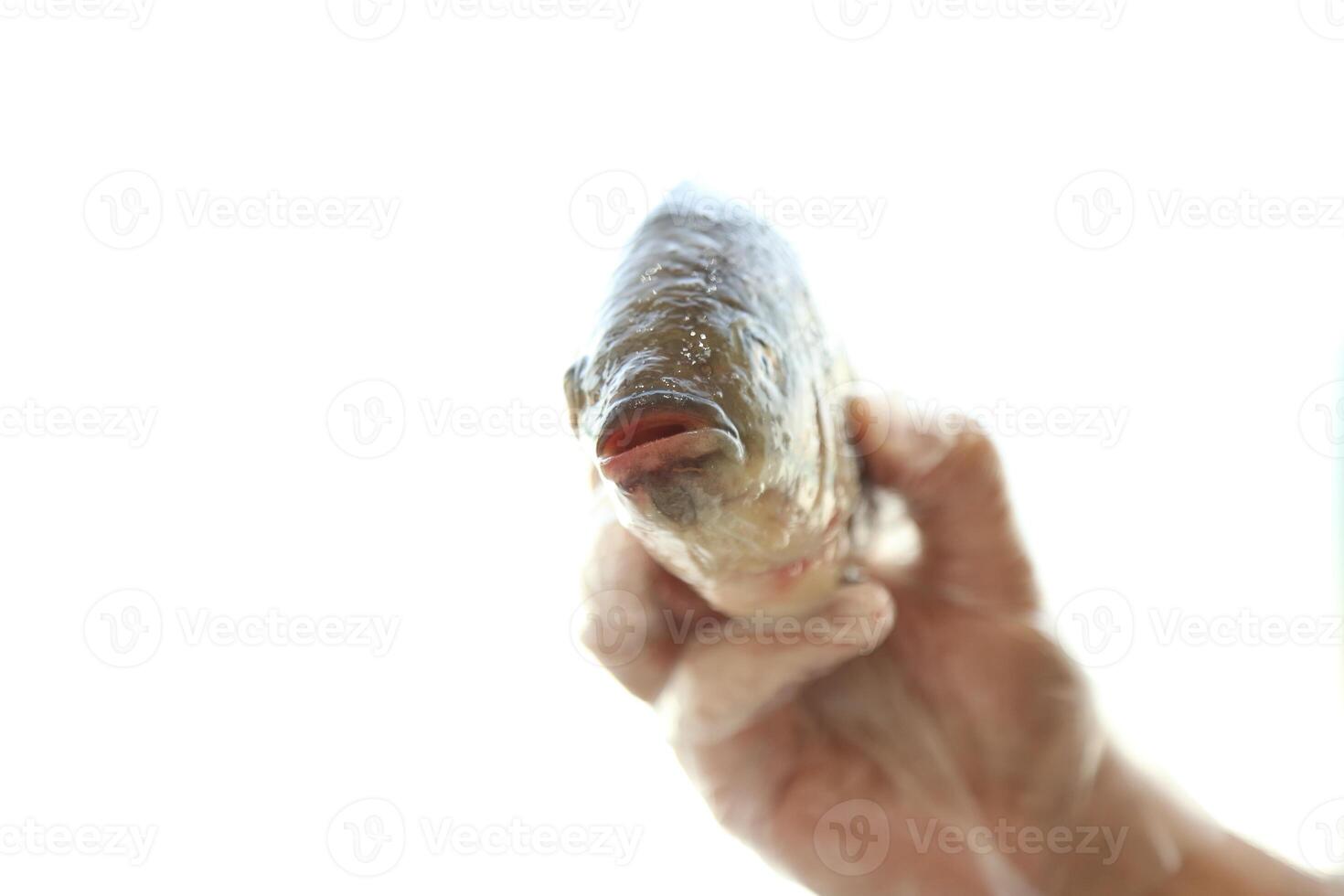 fish tilapia, Nile tilapia fish, fish swimming, Fresh raw fish, Fish tanks, fish farming photo