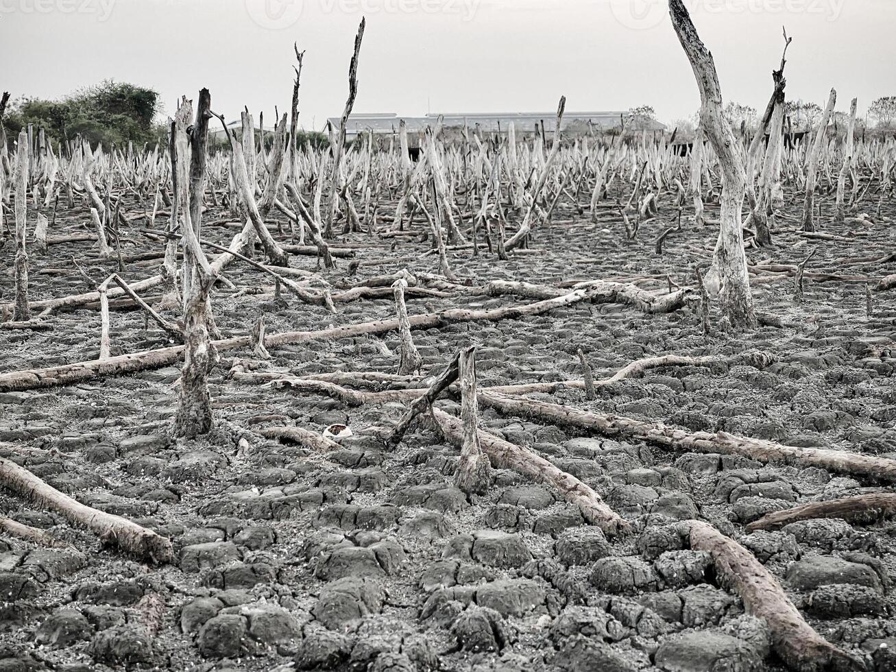 Destroyed mangrove forest scenery, Mangrove forests are destroyed and loss from the expansion of habitats. Expansion of habitats destruction the environment,mangrove forests degradation photo