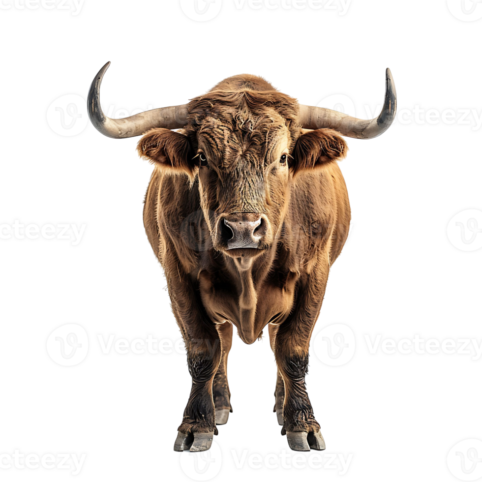 Bull on isolated background png