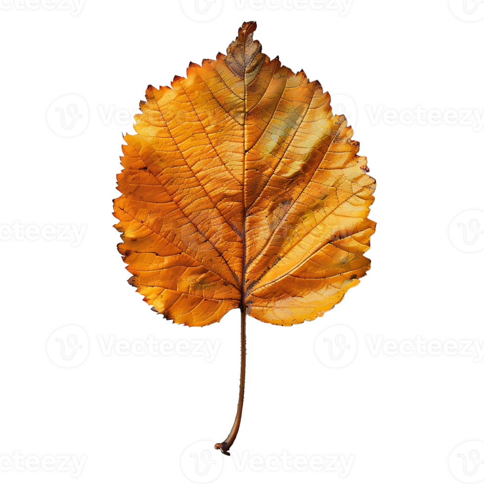 autumn maple leave on isolated background png