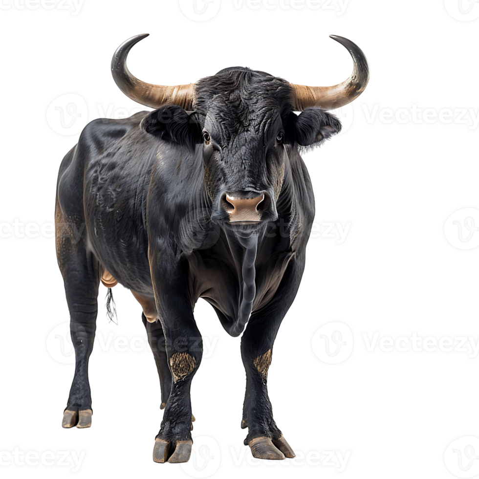 Bull on isolated background png