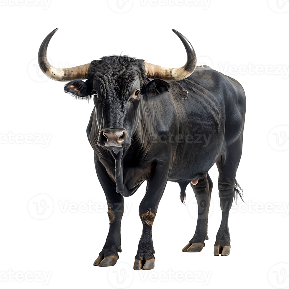 Bull on isolated background png