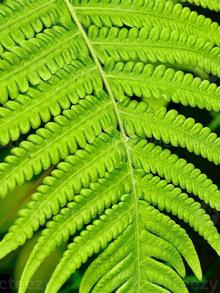 close up of fern leaves photo