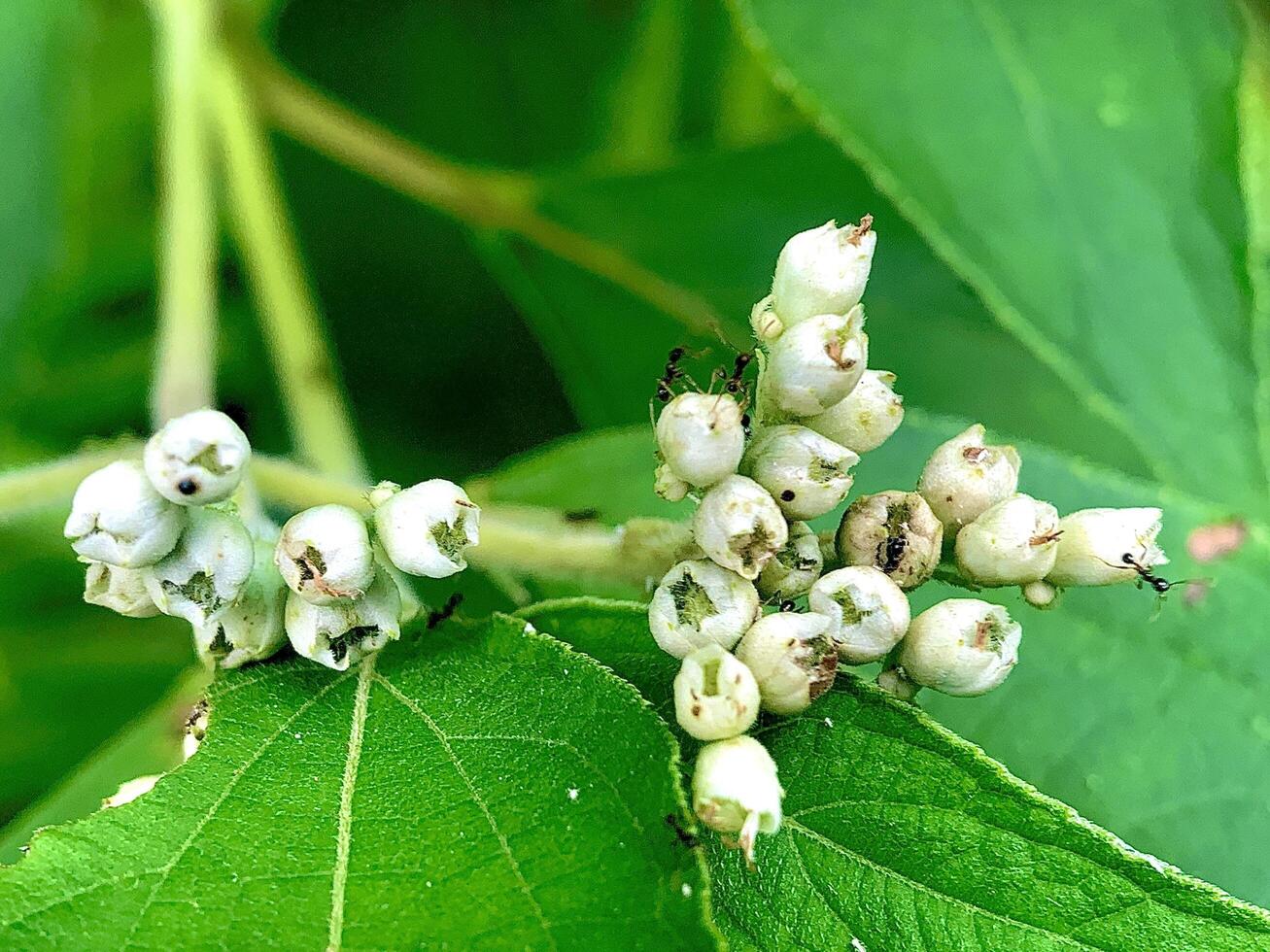 cerca arriba de algunos blanco flores y pequeño negro hormigas foto