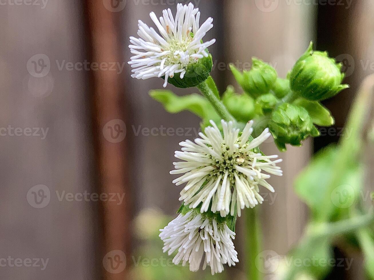 a close up of a white flower with green leaves photo