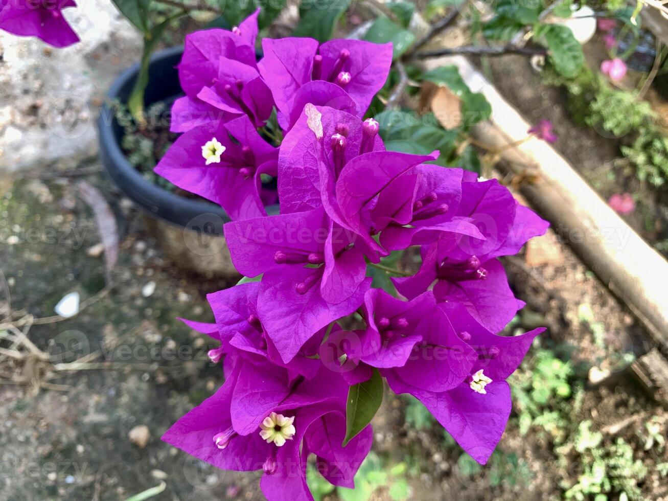 Purple paper flowers in pots on the ground photo