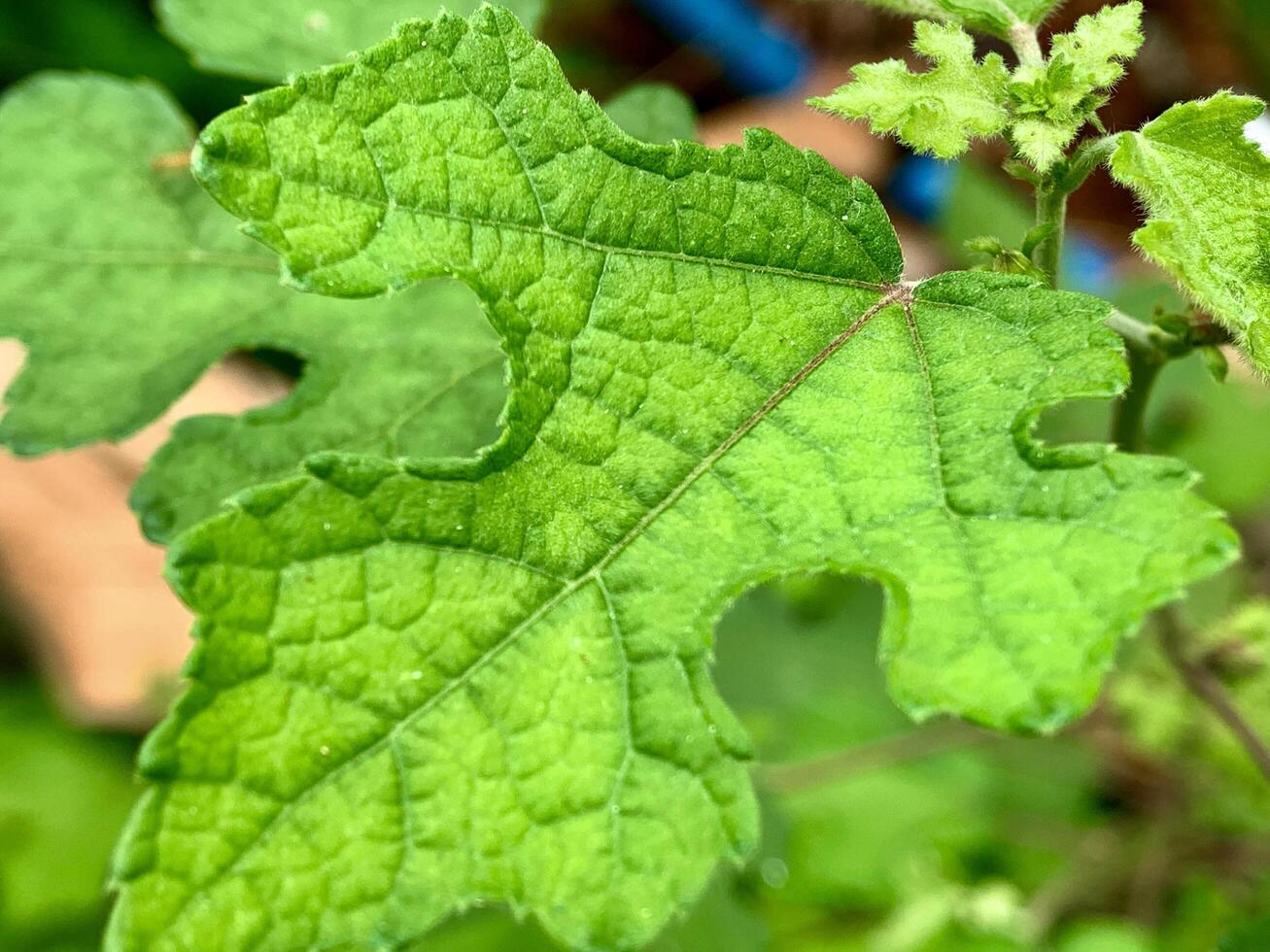 green leaves with large green stems photo