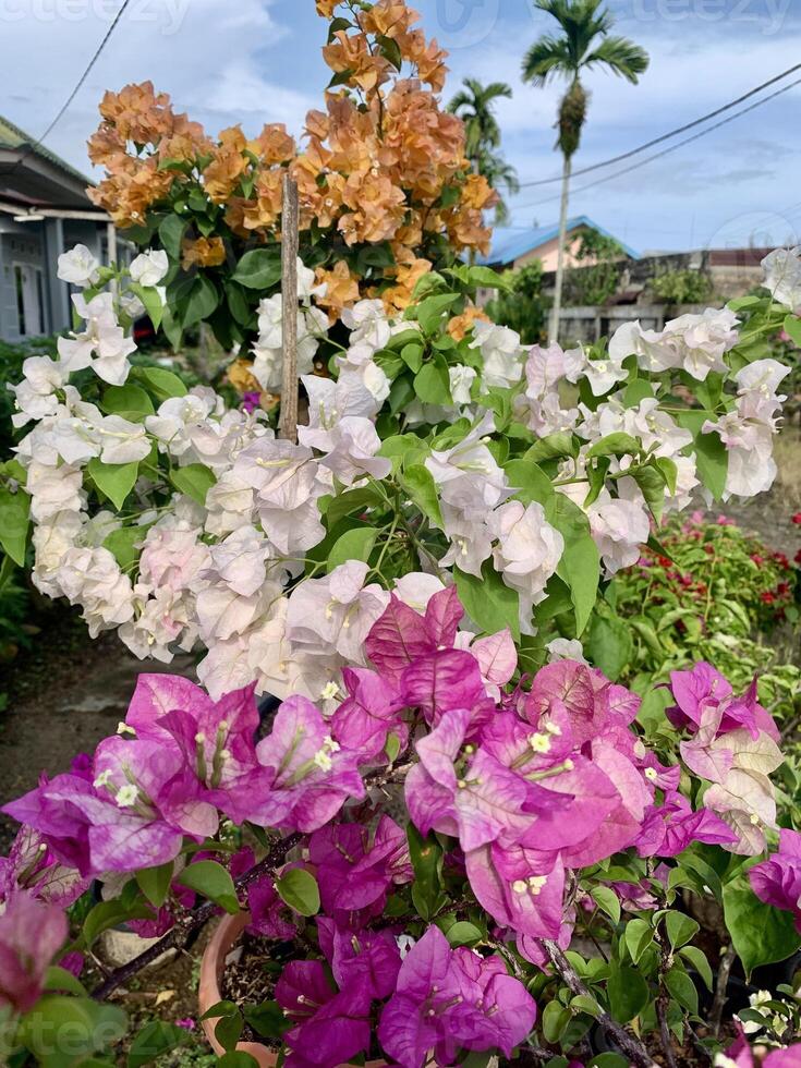 paper flowers in the garden with various types of colors photo