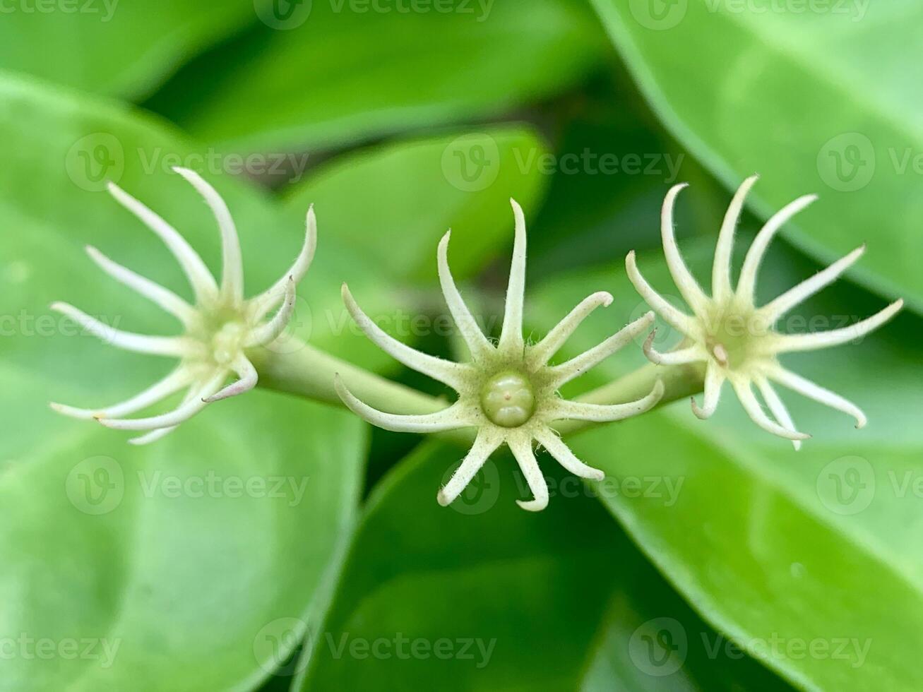 two flowers on a plant with green leaves photo