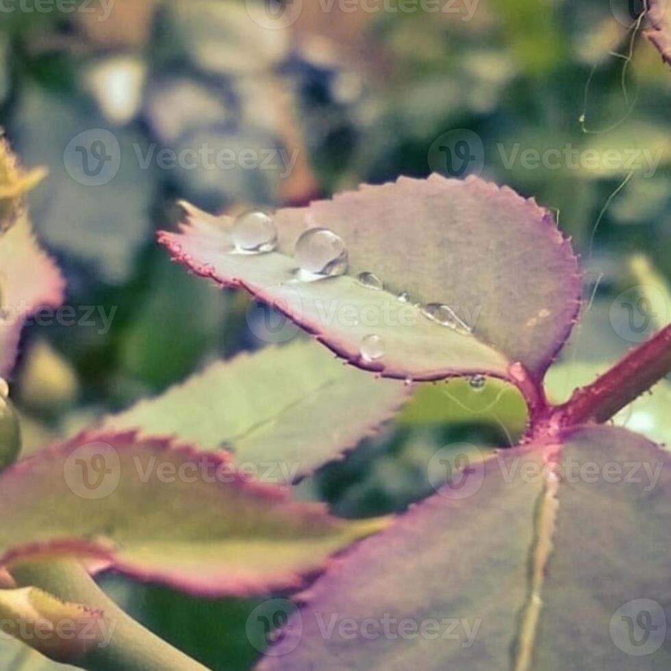 A drop may form when liquid accumulates at the end of a tube. photo