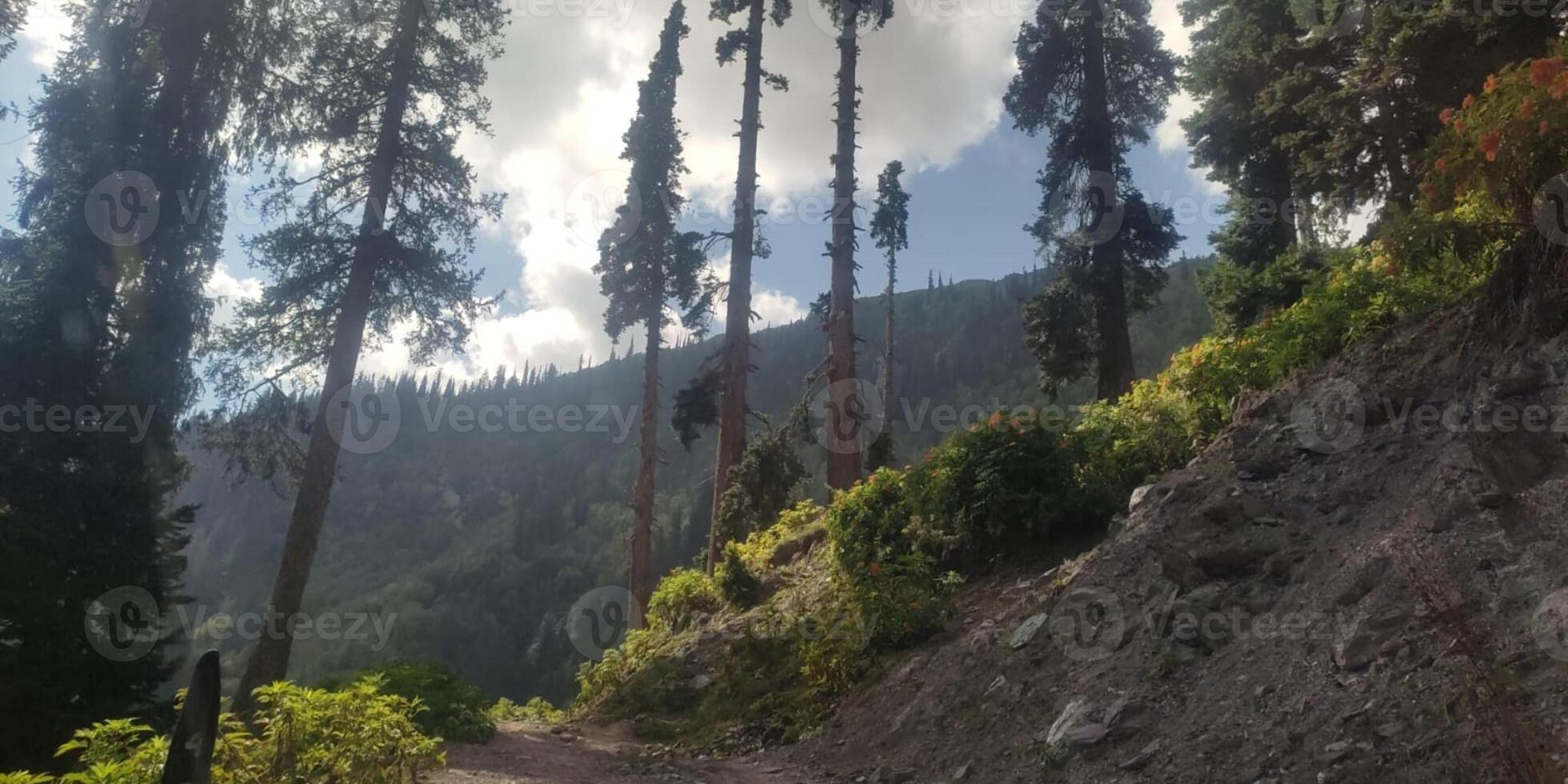 Every forest is a complex living system photo