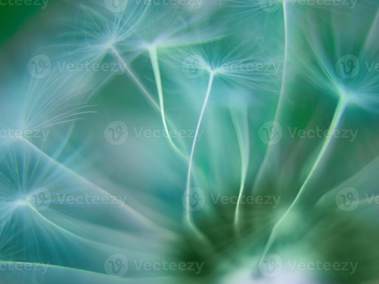 Blurred green abstract nature background. Spring summer selective focus dandelion background. Copy space photo