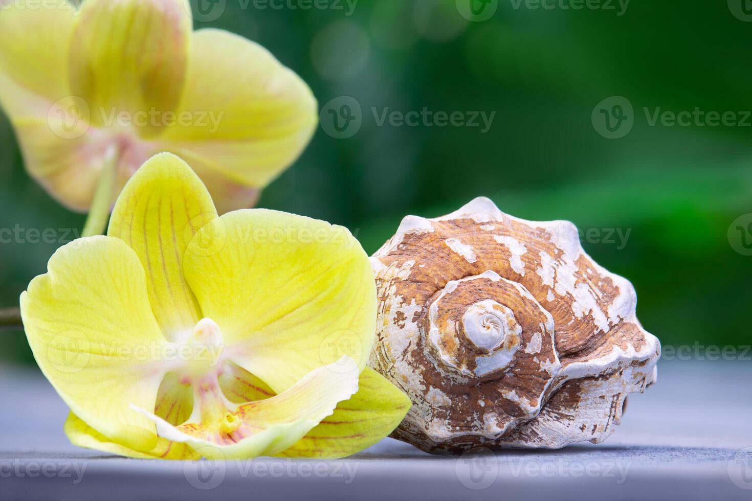 limón orquídea con blanco cáscara detrás verde borroso antecedentes de palma hojas. el concepto de vacaciones, viajar, playa, spa, Días festivos en tropical país. Copiar espacio foto