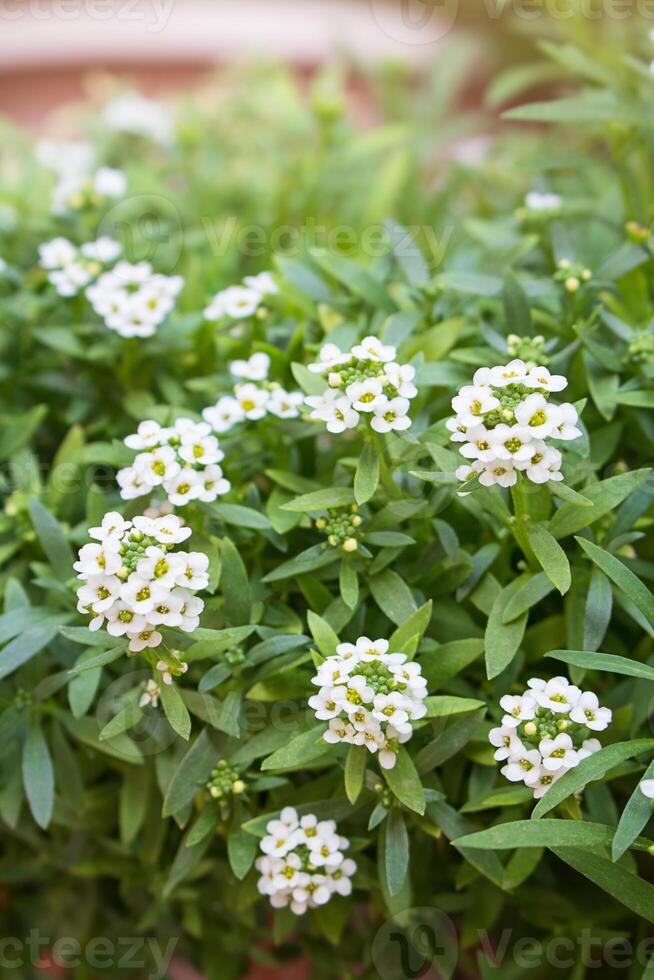 arbusto florecer alyssum marítimo, común nombre dulce alison , planta. jardinería. macro foto