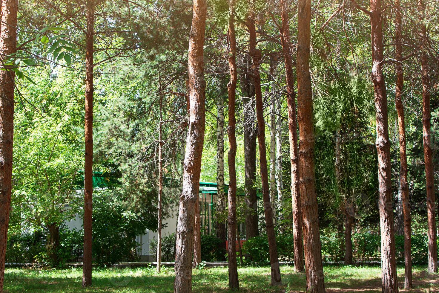 verde pino bosque, parque en soleado día, detrás arboles y arbustos allí es casa. descanso en bosque, estilo de vida foto