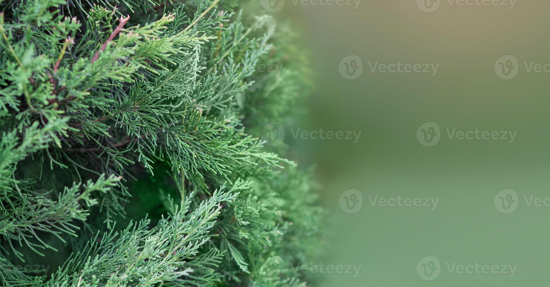 Intense green thuja growing in the garden. Banner. Copy space photo