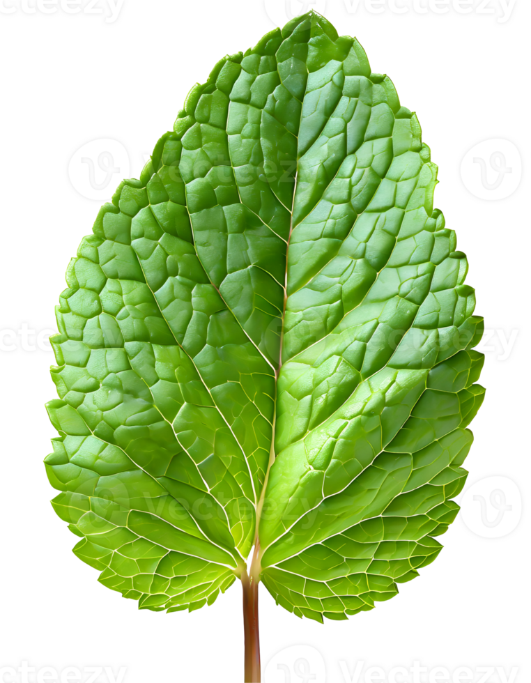 Realistic green mint leaf png