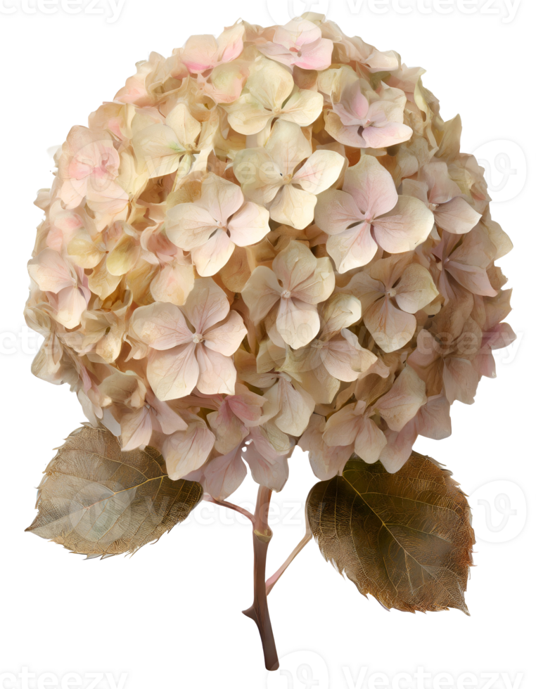 Illustration of old fashioned hydrangea flower png