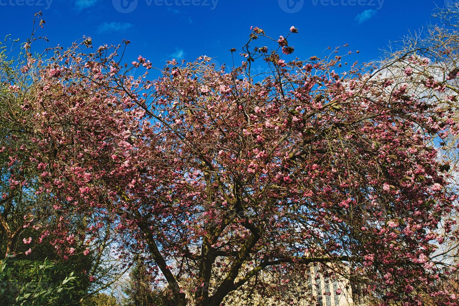 Blossoming pink cherry tree against a clear blue sky on a sunny day, signaling the arrival of spring in York, North Yorkshire, England. photo