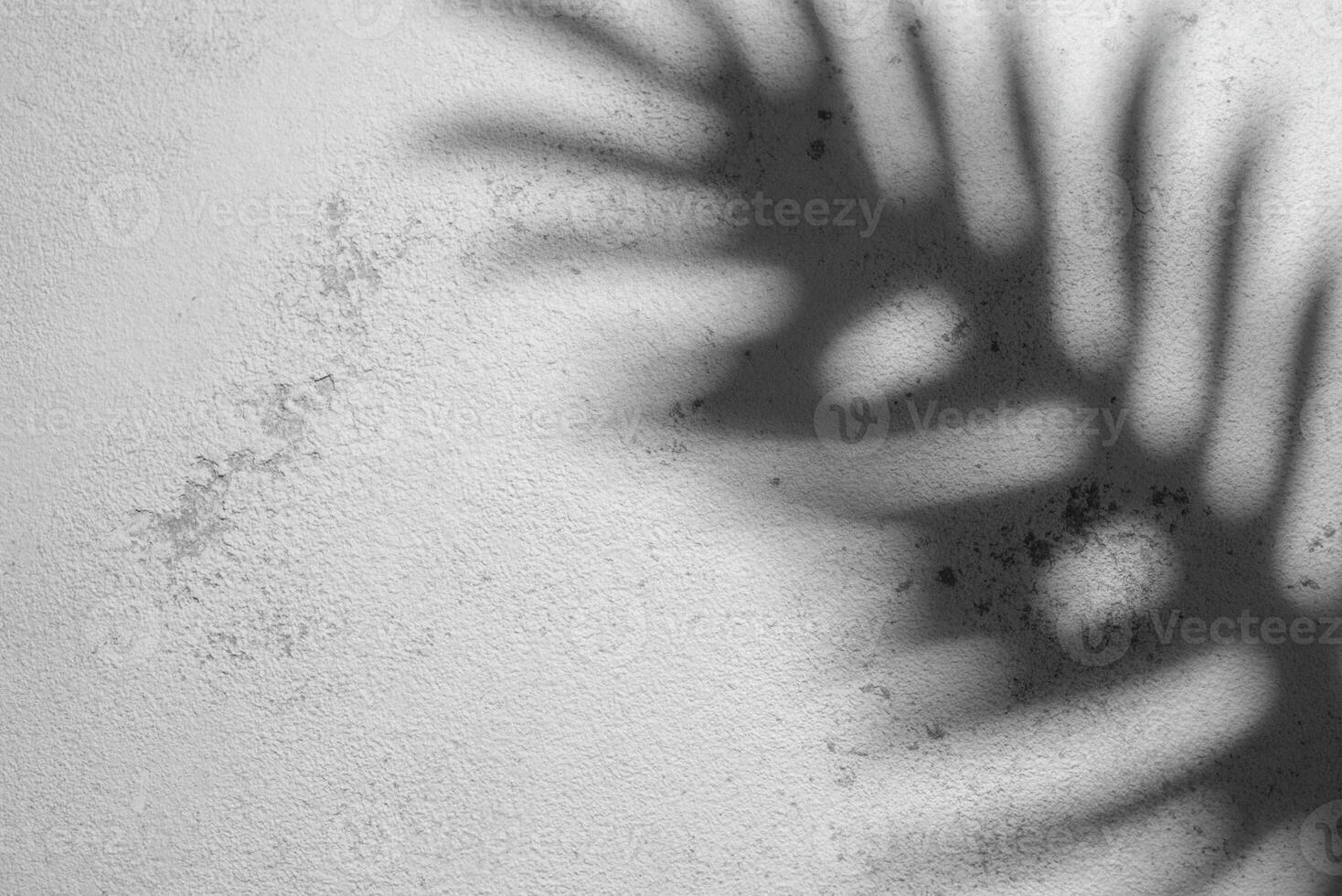 Shadow of a Fern Leaf Cast on a Textured White Wall During Daylight photo