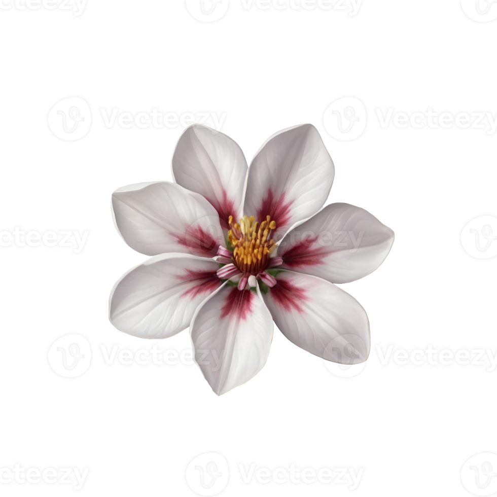 Blooming balsam flower isolated on transparent background. png