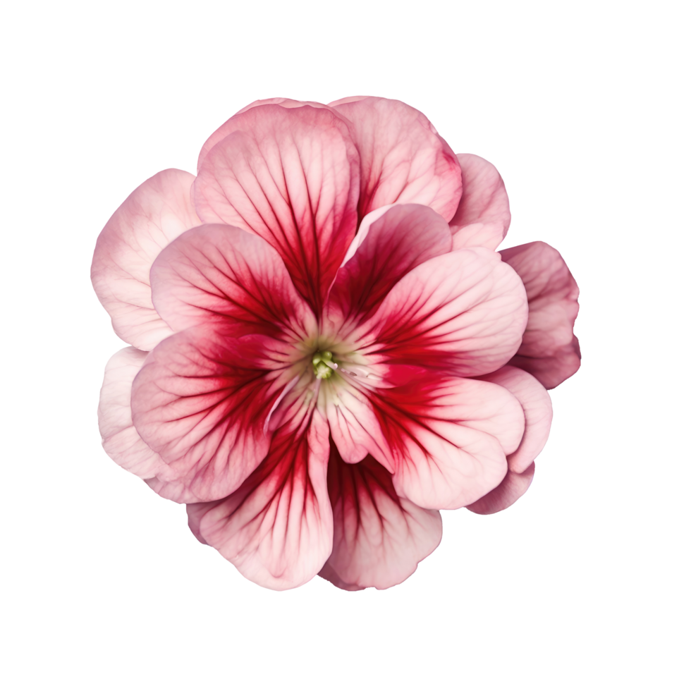 Top view of geranium flower isolated on transparent background png