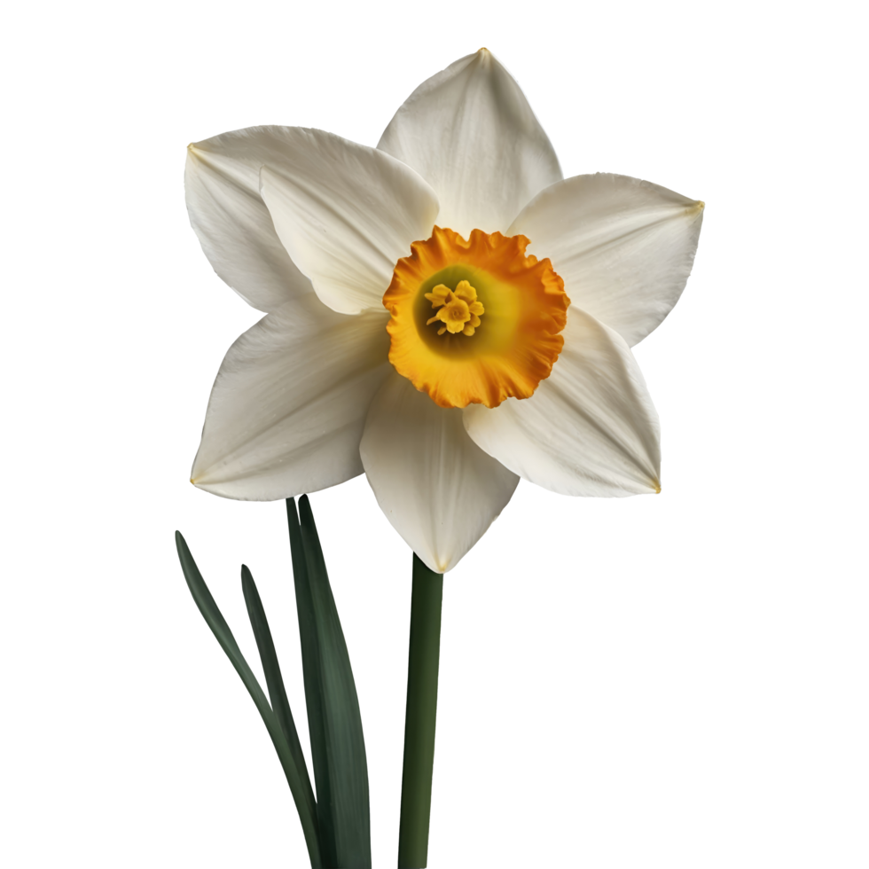 Beautiful white narcissus flower isolated on transparent background png