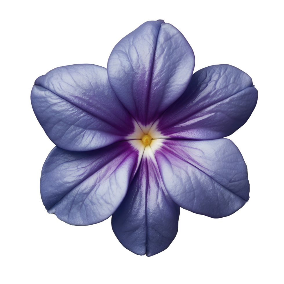 Top view of flower isolated on transparent background png