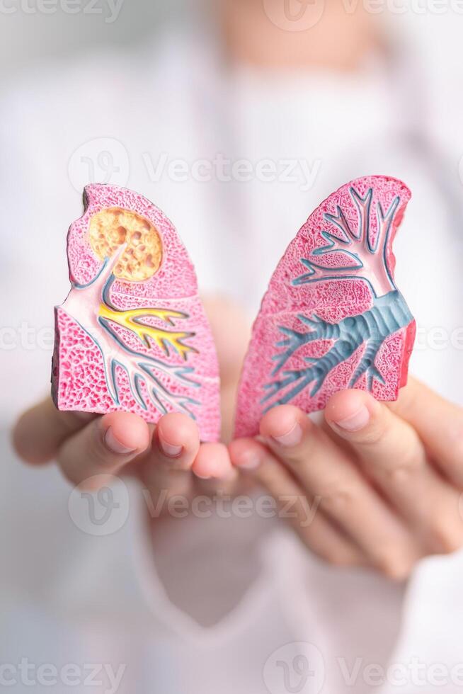 Doctor with Smoker and normal Lung anatomy for Disease. Lung Cancer, Asthma, Chronic Obstructive Pulmonary or COPD, Bronchitis, Emphysema, Cystic Fibrosis, Bronchiectasis, Pneumonia and world Lung day photo