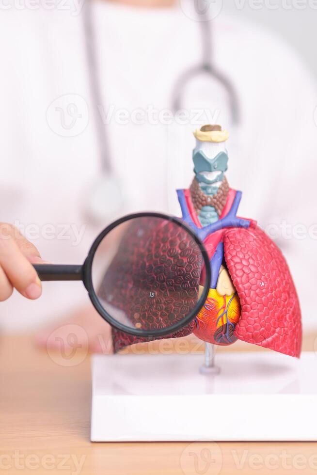 Doctor with Smoker Lung anatomy with magnifying glass. Lung Cancer, Asthma, Chronic Obstructive Pulmonary or COPD, Bronchitis, Emphysema, Cystic Fibrosis, Bronchiectasis, Pneumonia and world Lung day photo