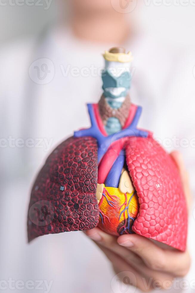 Doctor with Respiratory system anatomy for Diseases. Lung Cancer, Asthma, Chronic Obstructive Pulmonary or COPD, Bronchitis, Emphysema, Cystic Fibrosis, Bronchiectasis, Pneumonia and Pleural Effusion photo