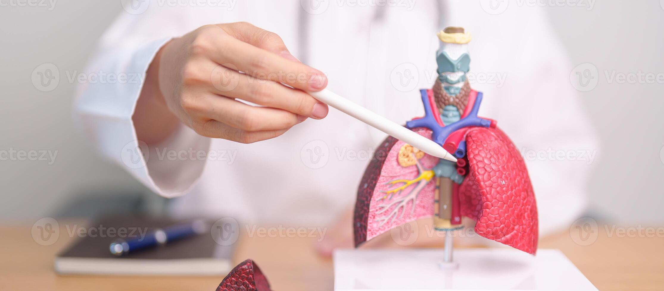 Doctor with Smoker and normal Lung anatomy for Disease. Lung Cancer, Asthma, Chronic Obstructive Pulmonary or COPD, Bronchitis, Emphysema, Cystic Fibrosis, Bronchiectasis, Pneumonia and world Lung day photo