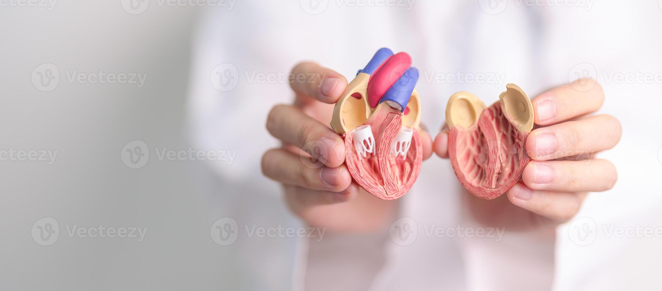 Doctor hold human Heart anatomy model. Cardiovascular Diseases, Atherosclerosis, Hypertensive Heart, Valvular Heart, Aortopulmonary window, world Heart day and health concept photo