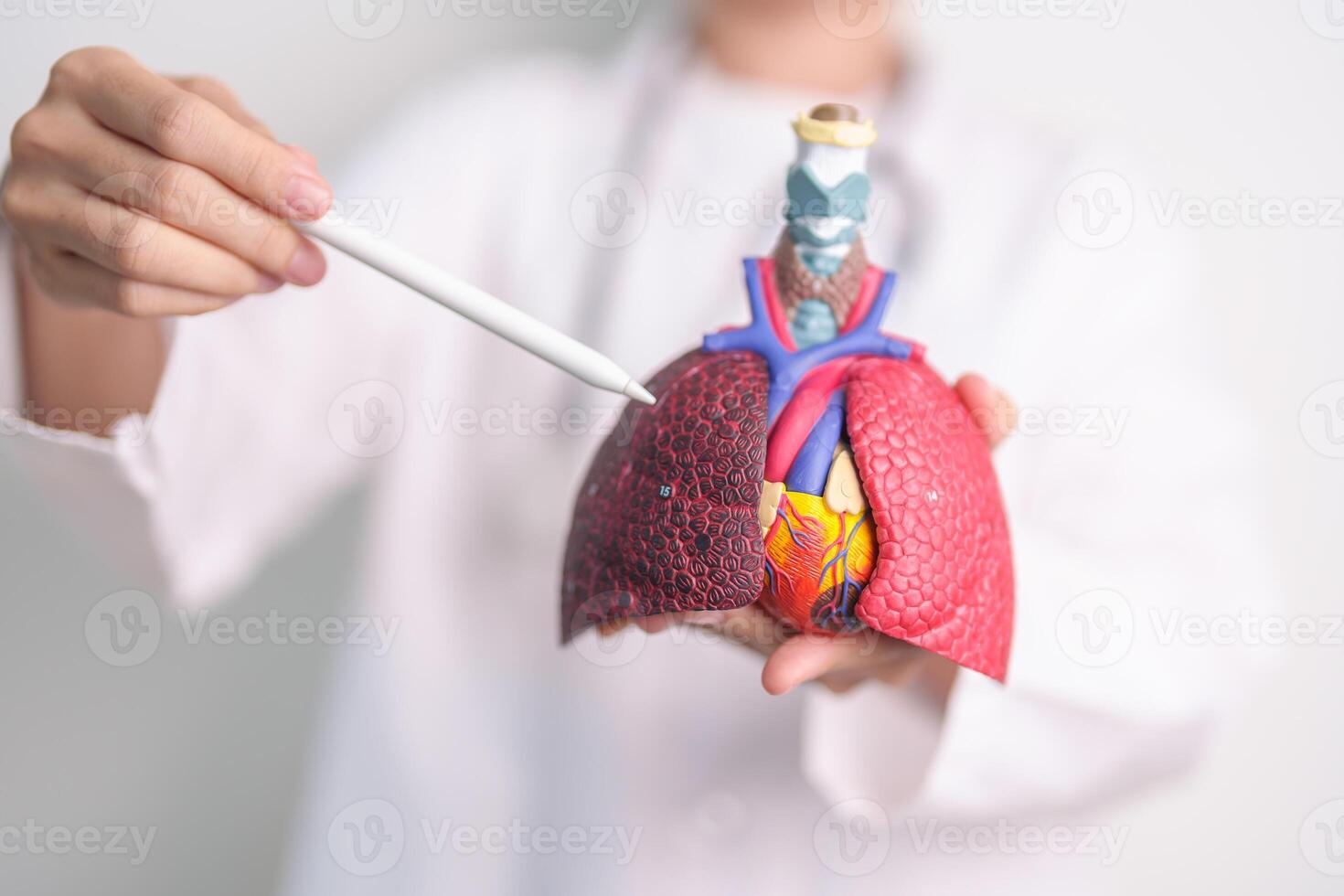Doctor point Smoker Lung anatomy for Disease. Lung Cancer, Asthma, Chronic Obstructive Pulmonary or COPD, Bronchitis, Emphysema, Cystic Fibrosis, Bronchiectasis, Pneumonia and September world Lung day photo