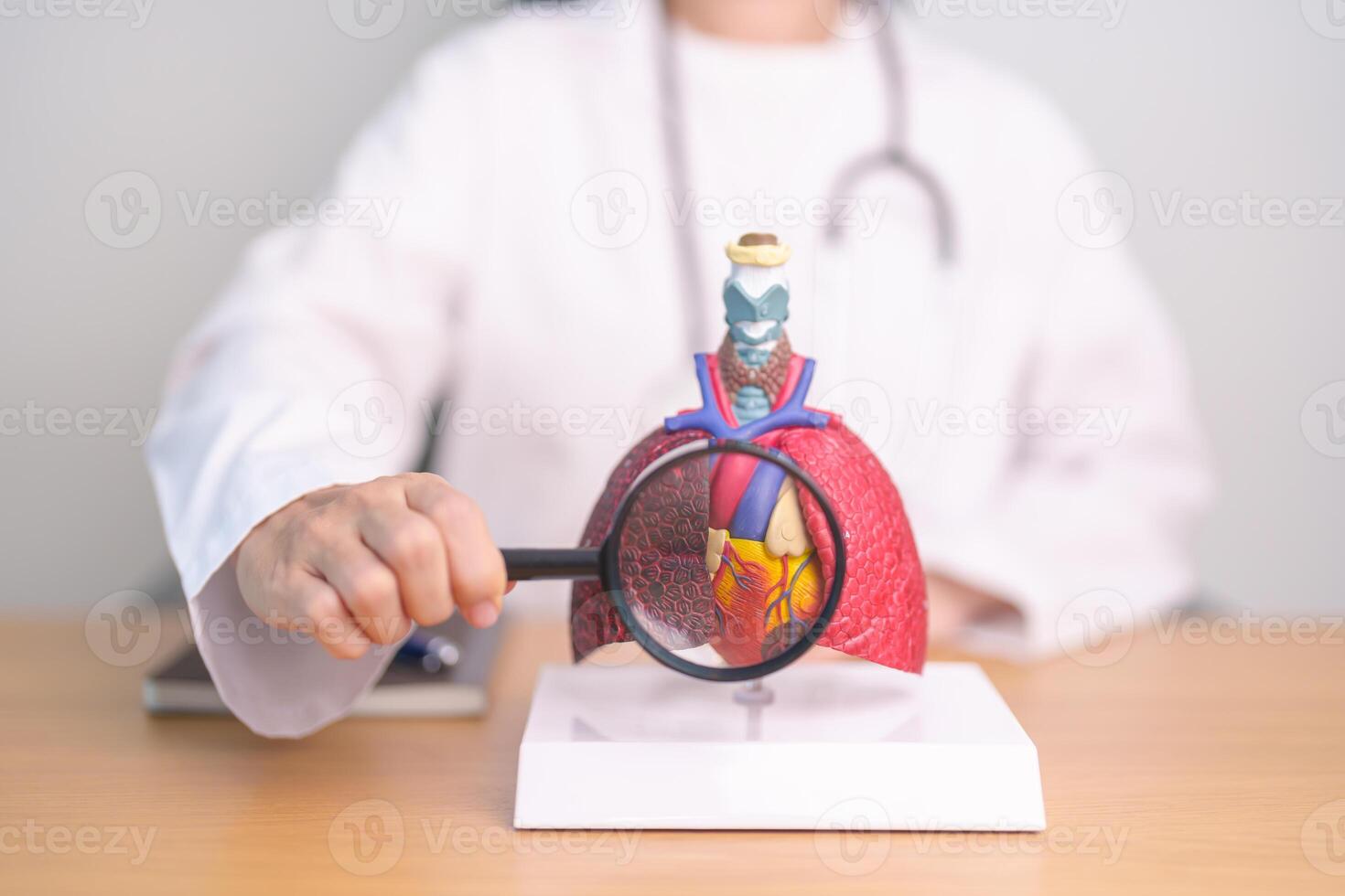 Doctor with Cardiovascular and Respiratory anatomy with magnifying glass. Lung Cancer, Asthma, Chronic Obstructive Pulmonary or COPD, Bronchitis, Emphysema, Cystic Fibrosis, Bronchiectasis, Pneumonia photo