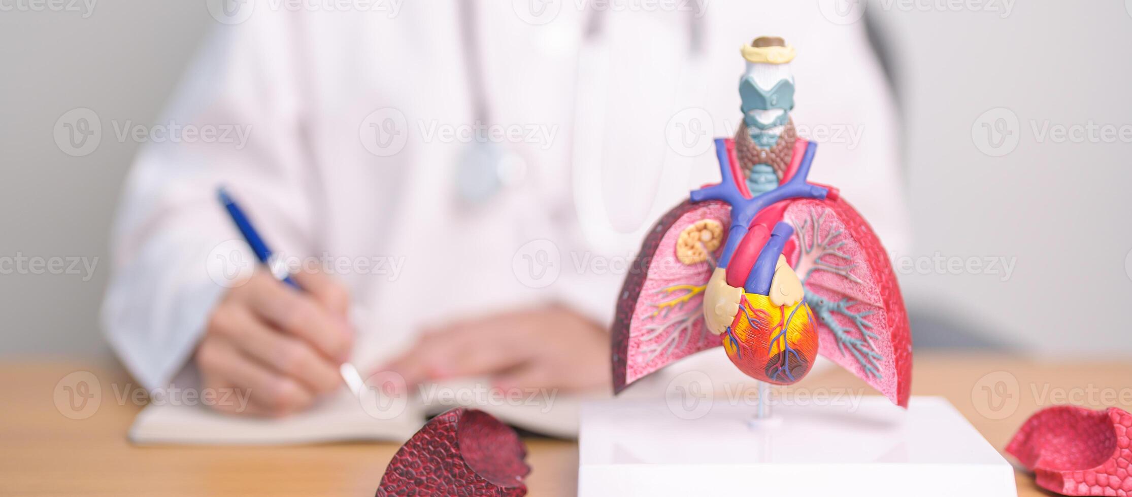 Doctor with heart Cardiovascular and Respiratory anatomy for Disease. Lung Cancer, Asthma, Chronic Obstructive Pulmonary or COPD, Bronchitis, Emphysema, Cystic Fibrosis, Bronchiectasis, Pneumonia photo