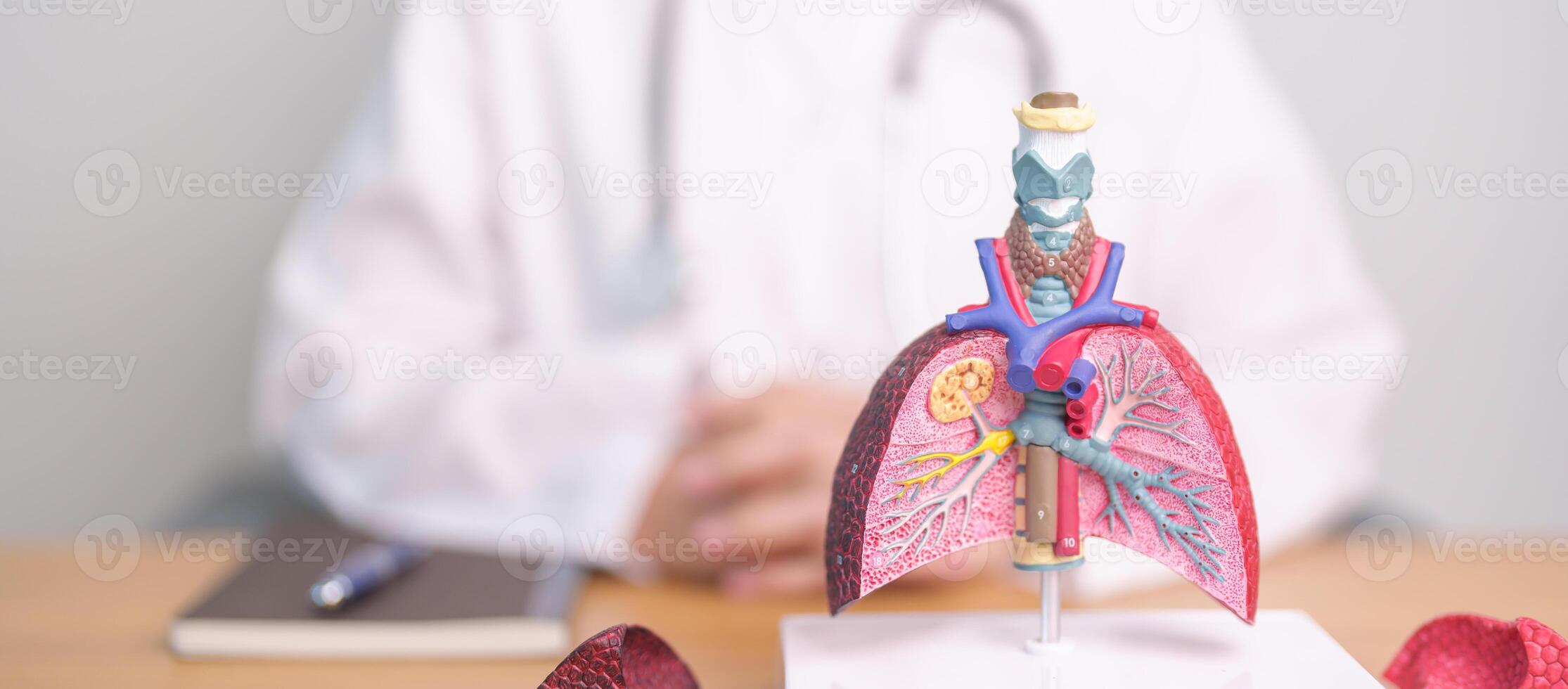 Doctor with Smoker and normal Lung anatomy for Disease. Lung Cancer, Asthma, Chronic Obstructive Pulmonary or COPD, Bronchitis, Emphysema, Cystic Fibrosis, Bronchiectasis, Pneumonia and world Lung day photo