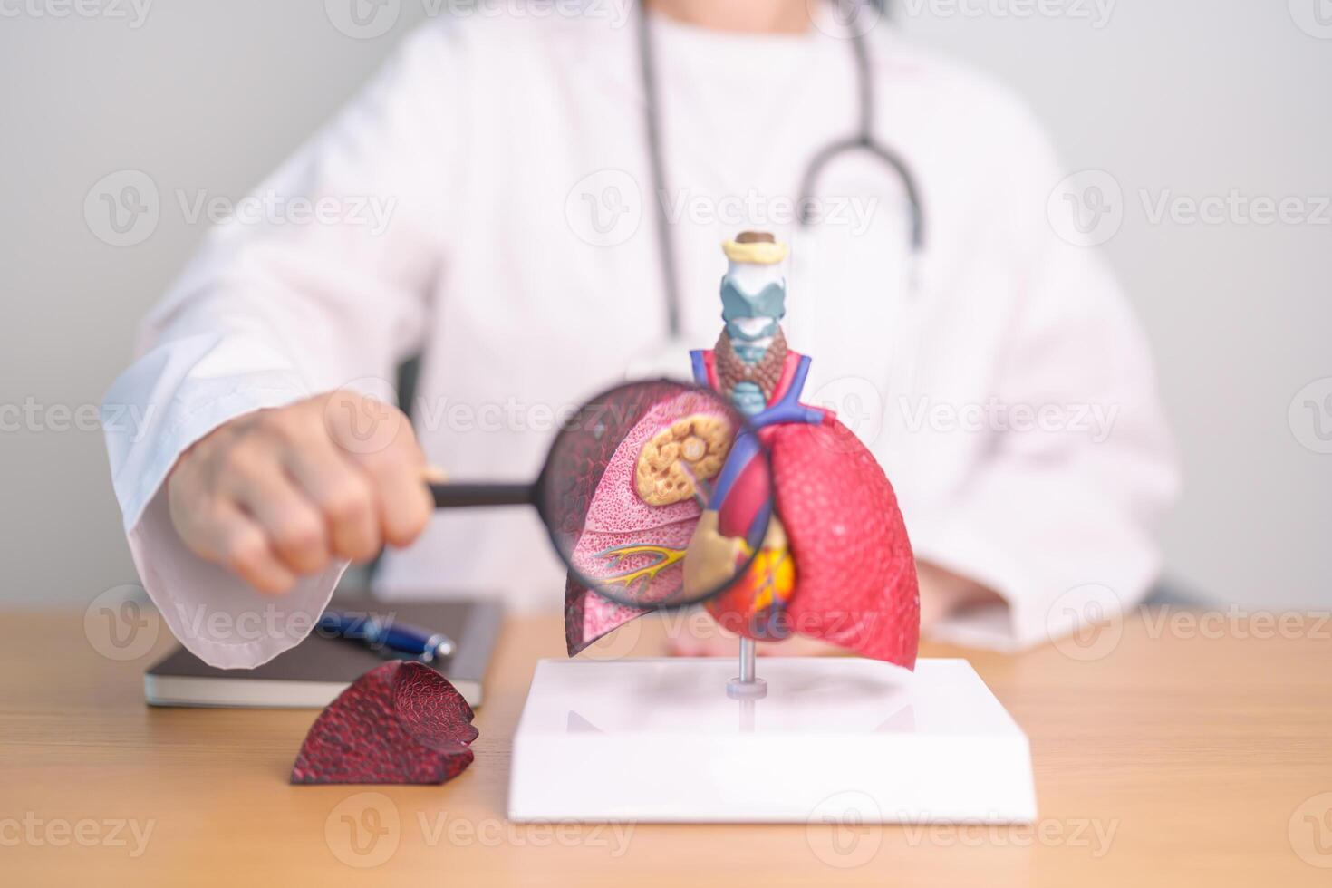 Doctor with Smoker Lung anatomy with magnifying glass. Lung Cancer, Asthma, Chronic Obstructive Pulmonary or COPD, Bronchitis, Emphysema, Cystic Fibrosis, Bronchiectasis, Pneumonia and world Lung day photo