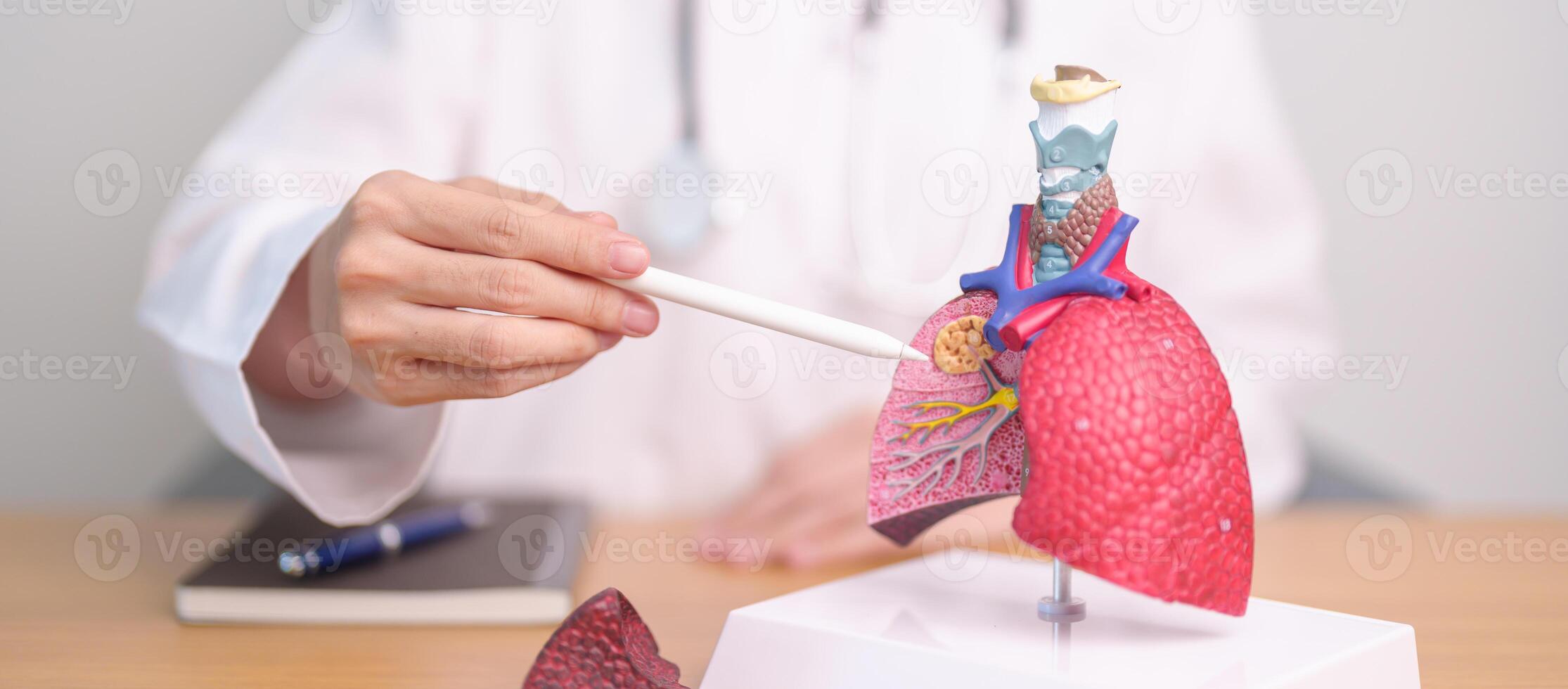 Doctor with Smoker and normal Lung anatomy for Disease. Lung Cancer, Asthma, Chronic Obstructive Pulmonary or COPD, Bronchitis, Emphysema, Cystic Fibrosis, Bronchiectasis, Pneumonia and world Lung day photo