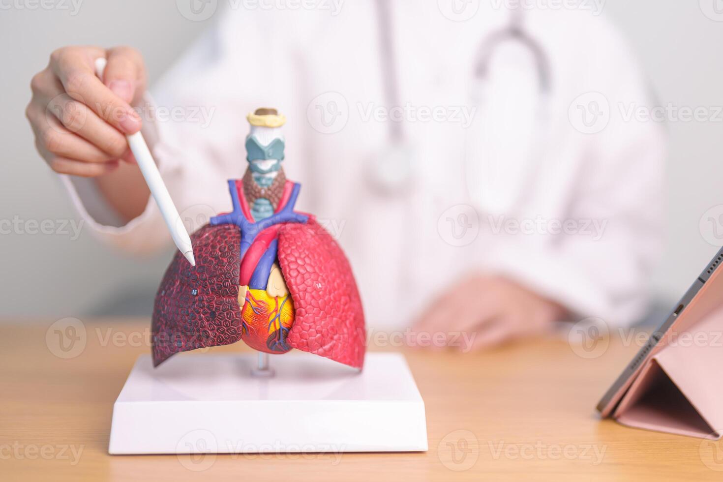 Doctor point Smoker Lung anatomy for Disease. Lung Cancer, Asthma, Chronic Obstructive Pulmonary or COPD, Bronchitis, Emphysema, Cystic Fibrosis, Bronchiectasis, Pneumonia and September world Lung day photo