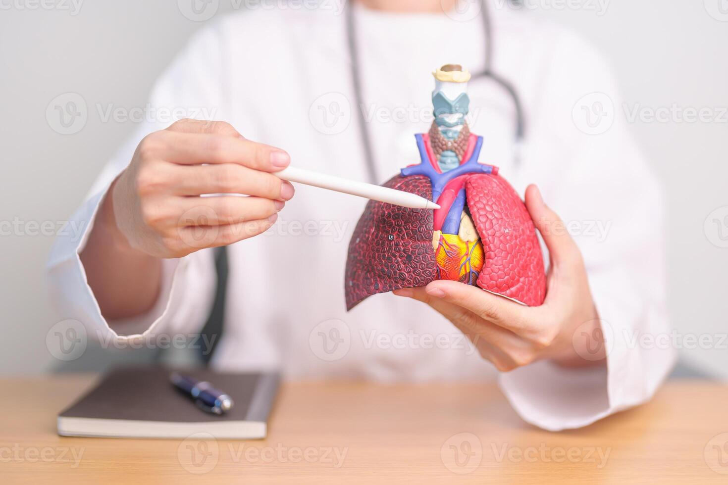 Doctor point heart Cardiovascular and Respiratory anatomy for Disease. Lung Cancer, Asthma, Chronic Obstructive Pulmonary or COPD, Bronchitis, Emphysema, Cystic Fibrosis, Bronchiectasis, Pneumonia photo