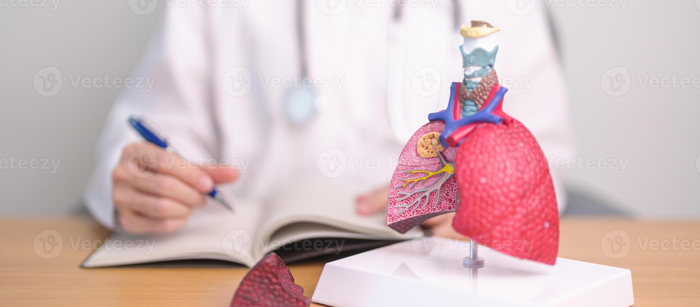 Doctor with Smoker and normal Lung anatomy for Disease. Lung Cancer, Asthma, Chronic Obstructive Pulmonary or COPD, Bronchitis, Emphysema, Cystic Fibrosis, Bronchiectasis, Pneumonia and world Lung day photo