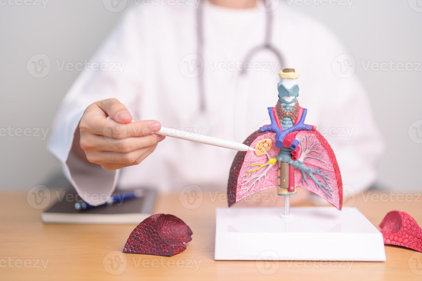 Doctor with Smoker and normal Lung anatomy for Disease. Lung Cancer, Asthma, Chronic Obstructive Pulmonary or COPD, Bronchitis, Emphysema, Cystic Fibrosis, Bronchiectasis, Pneumonia and world Lung day photo