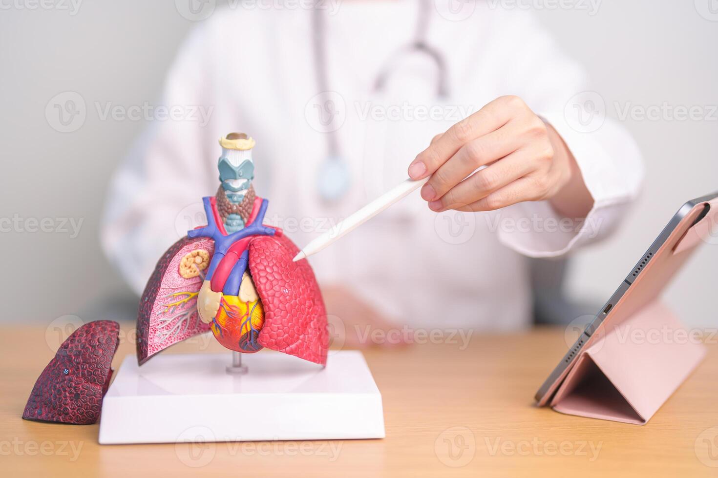 Doctor point Lung anatomy for Disease. Lung Cancer, Asthma, Chronic Obstructive Pulmonary or COPD, Bronchitis, Emphysema, Cystic Fibrosis, Bronchiectasis, Pneumonia and September world Lung day photo