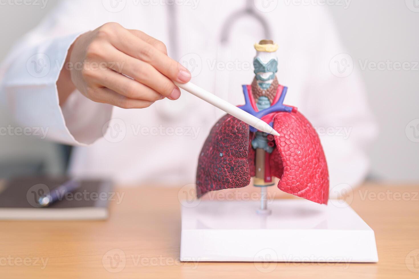 Doctor with Smoker and normal Lung anatomy for Disease. Lung Cancer, Asthma, Chronic Obstructive Pulmonary or COPD, Bronchitis, Emphysema, Cystic Fibrosis, Bronchiectasis, Pneumonia and world Lung day photo