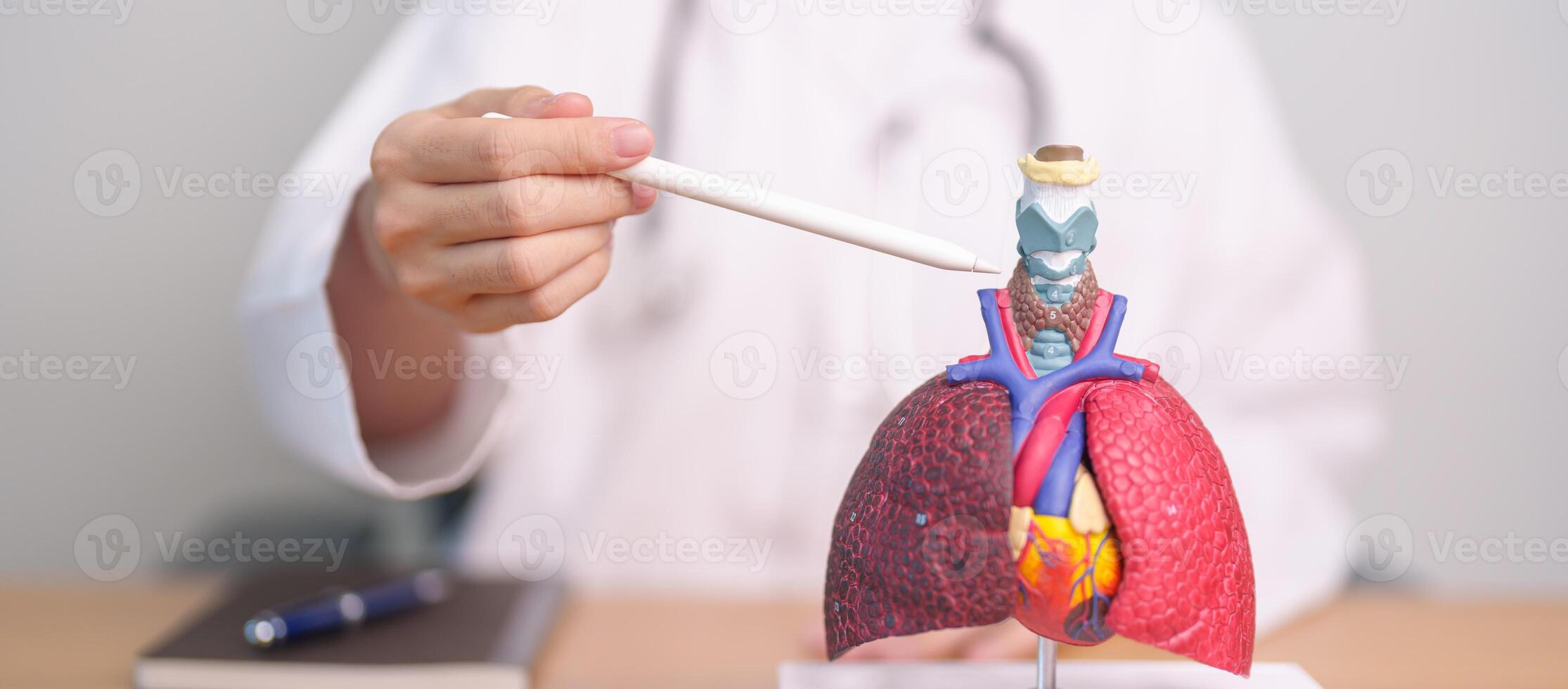 Doctor pointing Trachea of Respiratory system anatomy for Diseases. Lung Cancer, Asthma, Chronic Obstructive Pulmonary or COPD, Bronchitis, Emphysema, Cystic Fibrosis, Bronchiectasis and Pneumonia photo